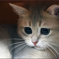 Холден Колфилд