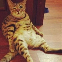 Светлана Акулова