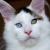 Нейросинтез