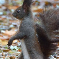 Элина Андреева