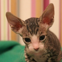 Станислав Попов