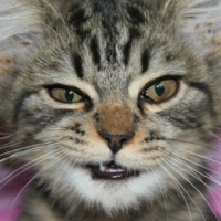 Александр Зарипов