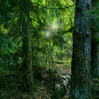 Екатерина Художник