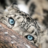 Живой Человек