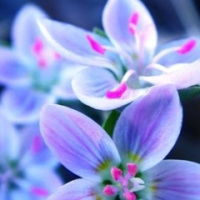 Татьяна Шабанова