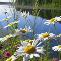 Елена Калинина