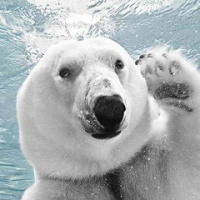 Алексей Шевкин