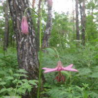 Галина Баскакова