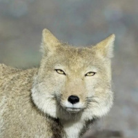 Тибетский Лис