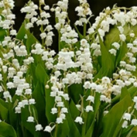 Ольга Носикова