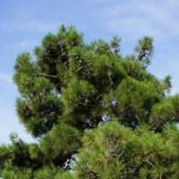 Елка Колючая