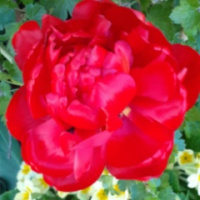 Светлана Скугорева