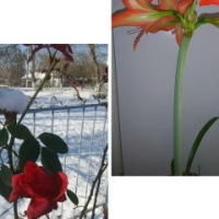 Наталья Лебедева