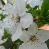 Екатерина Яковлева