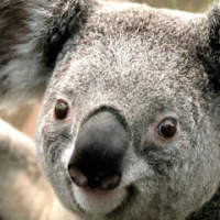 Вячеслав Мауль