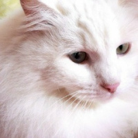 Заринэ Исаева