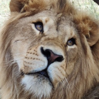 Яшан Макинли