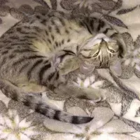 Леонид Рубин