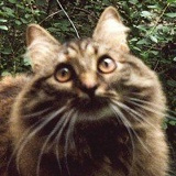 Николай Юрченко