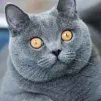 Сильвестр Игнатов