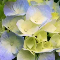 Раиса Быкова