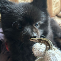 ольга попова