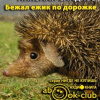 Сладков Николай – Бежал ежик по дорожке