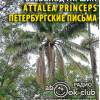Гаршин Всеволод – Аttalea princeps. Петербургские письма