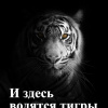Боровичёв Дмитрий – И здесь водятся тигры