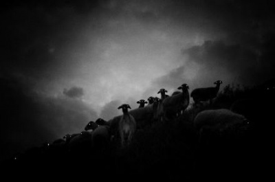 Пастырь добрый