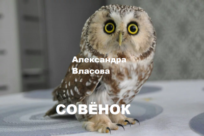 Совёнок