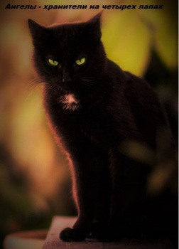 Ангелы-хранители на четырех лапах