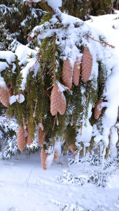 Новогодняя сказка