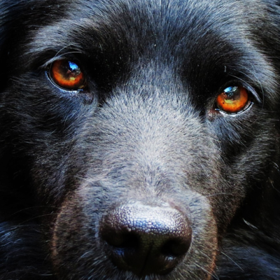 Стихи о рыжей дворняге