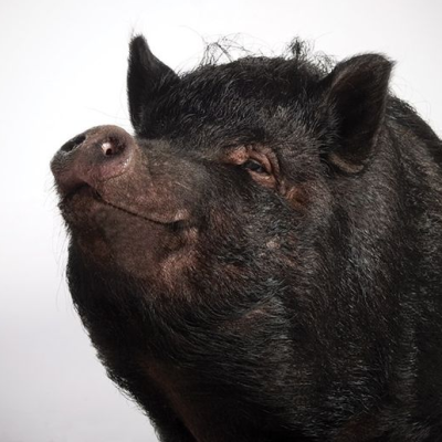 Поросячья этика