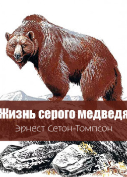 Жизнь серого медведя