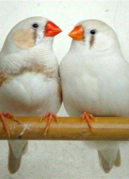 Белые амадины