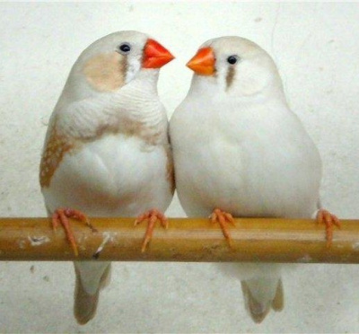 Белые амадины