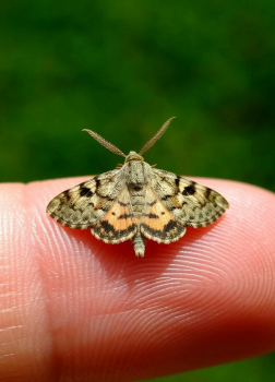 Мотылёк, который топнул ногой