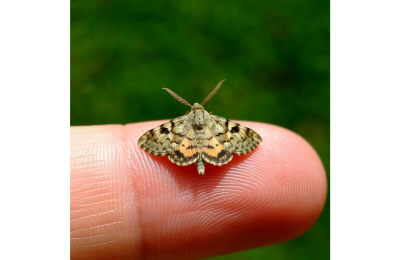 Мотылёк, который топнул ногой