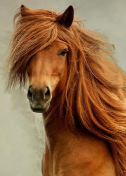 Паланик Чак – Сынишка Рыжего Султана