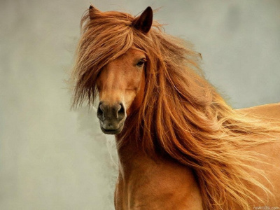 Сынишка Рыжего Султана