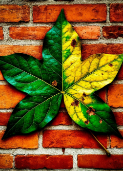 Последний лист