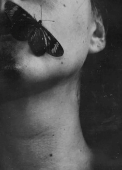 Логово мотылька