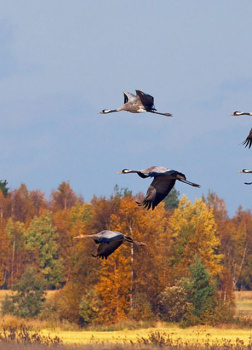 Одиноко стою на краю облетающей рощи (из сборника Первопутье)