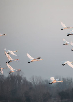 Гэллико Пол – Снежный гусь