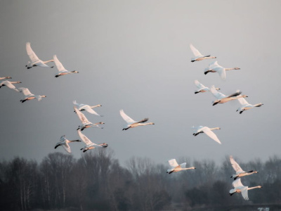 Снежный гусь